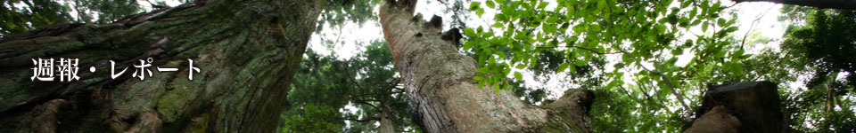 週報・レポート